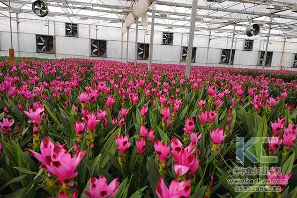 無土栽培，無土栽培技術，無土栽培設備