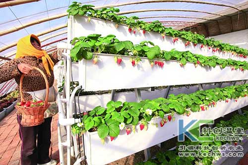 無土栽培，無土栽培技術，無土栽培設備