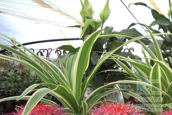 無土栽培，無土栽培技術，無土栽培設備