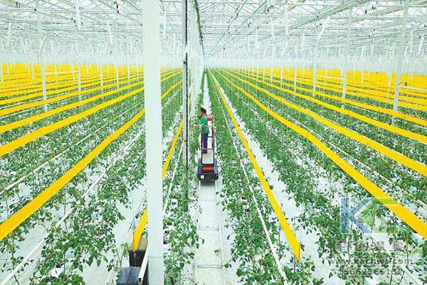 無土栽培，無土栽培技術，無土栽培設備