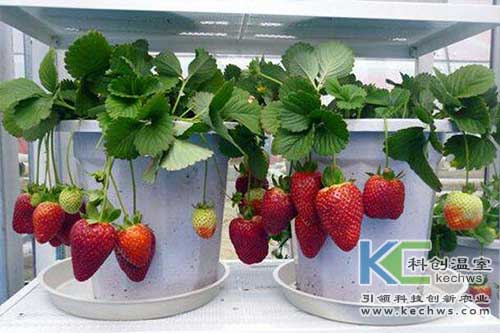 無土栽培，無土栽培技術，無土栽培設備