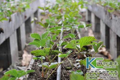 無土栽培，無土栽培技術，無土栽培設備