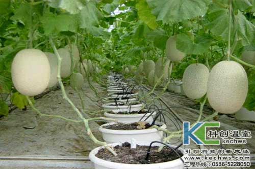 無土栽培，無土栽培技術，無土栽培設備