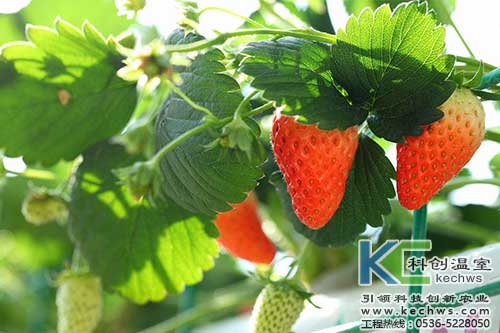 無土栽培，無土栽培技術，無土栽培設備