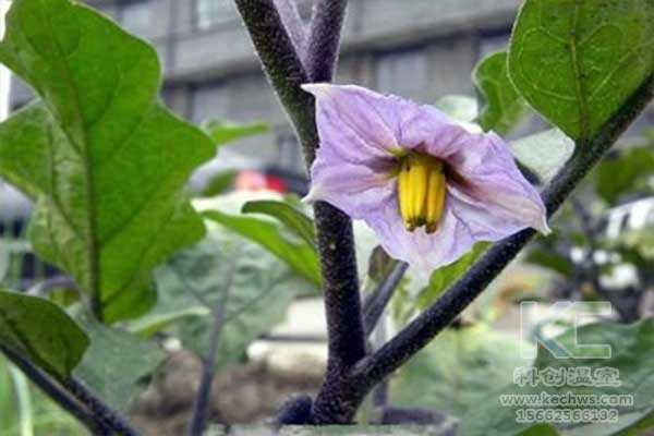 無土栽培，無土栽培技術，無土栽培設備