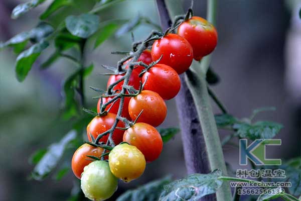 無土栽培，無土栽培技術，無土栽培設備