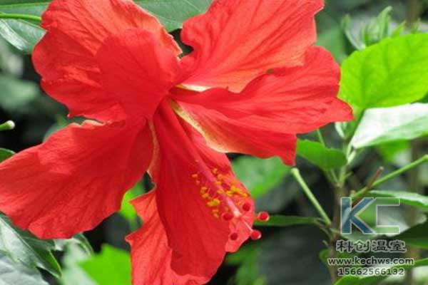 無土栽培，無土栽培技術(shù)，無土栽培設(shè)備