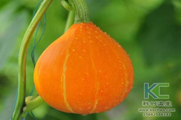 無土栽培，無土栽培技術，無土栽培設備