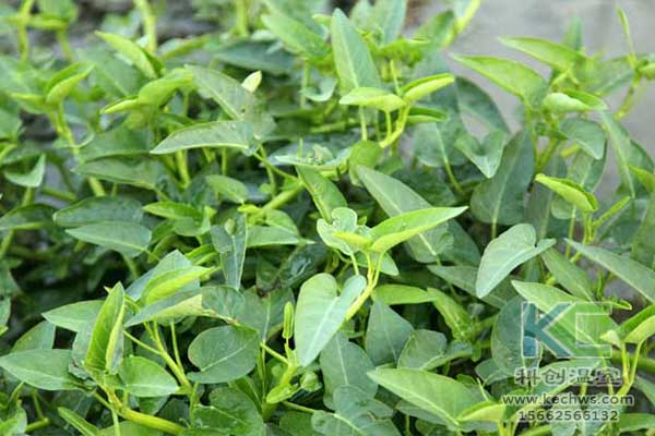 無(wú)土栽培，無(wú)土栽培技術(shù)，無(wú)土栽培設(shè)備