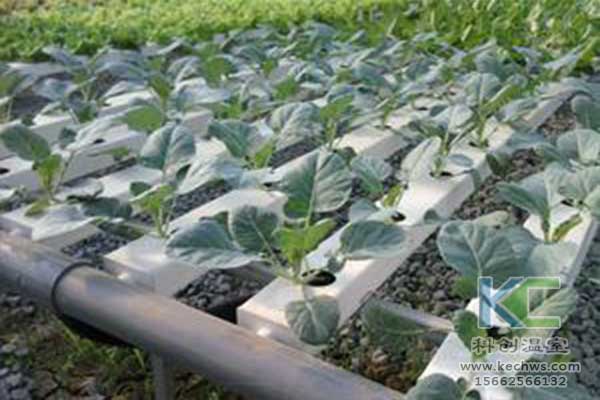 無土栽培，無土栽培技術(shù)，無土栽培設(shè)備