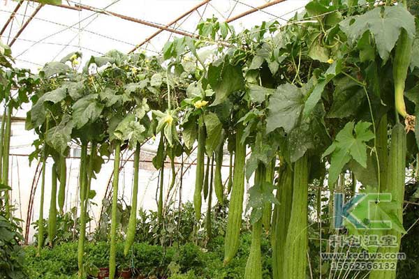 無土栽培，無土栽培技術，無土栽培設備