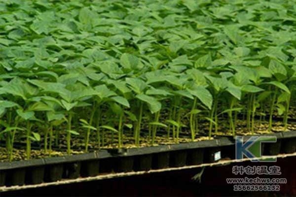無(wú)土栽培，無(wú)土栽培技術(shù)，無(wú)土栽培設(shè)備