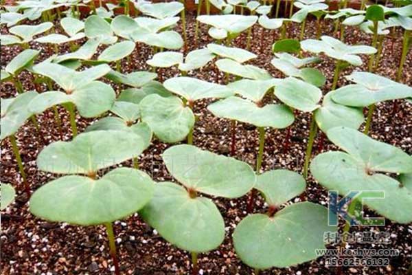 無土栽培，無土栽培技術