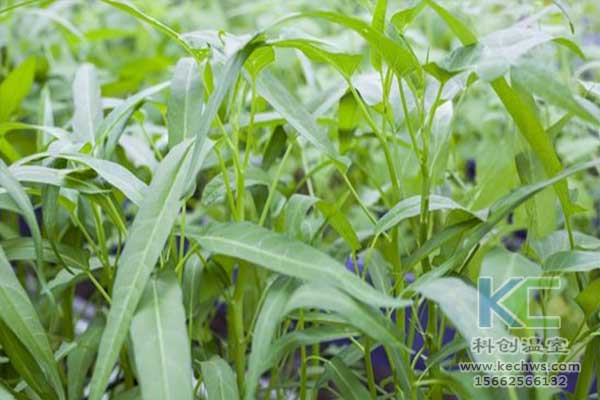 無土栽培，無土栽培技術