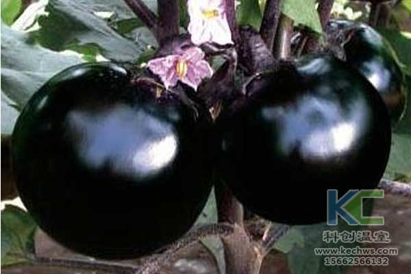 無(wú)土栽培技術(shù)，無(wú)土栽培蔬菜