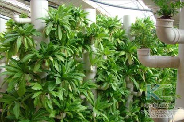 無土栽培，無土栽培技術，無土栽培設備