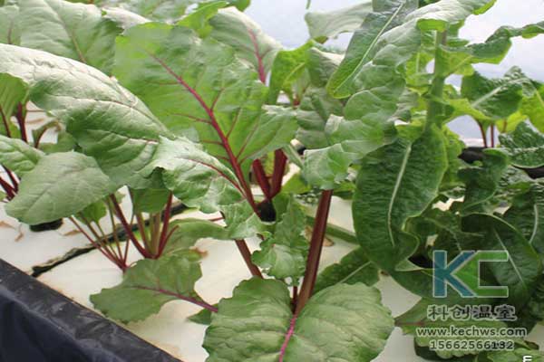 無土栽培，無土栽培技術(shù)