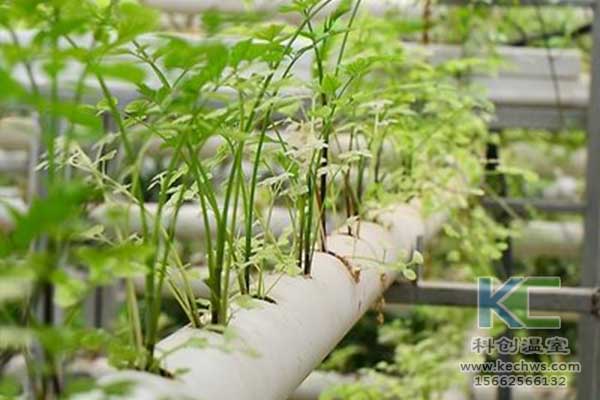無土栽培，無土栽培技術，無土栽培設備