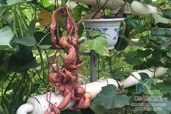 無土栽培，無土栽培技術，無土栽培設備