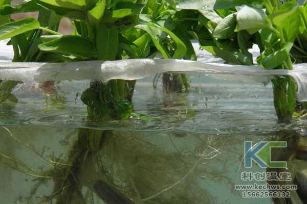 無土栽培技術(shù)，無土栽培設(shè)備，魚菜共生，溫室大棚