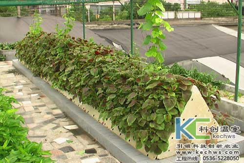 無(wú)土栽培，無(wú)土栽培技術(shù)，無(wú)土栽培設(shè)備