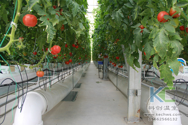 無土栽培技術(shù)，無土栽培設(shè)備，無土栽培，溫室大棚