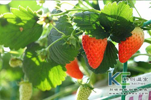 無土栽培，無土栽培技術，無土栽培設備