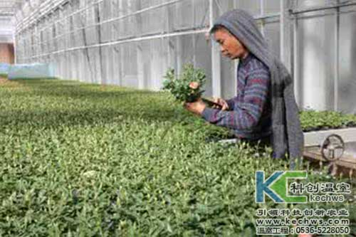 無土栽培，無土栽培技術(shù)，無土栽培設(shè)備