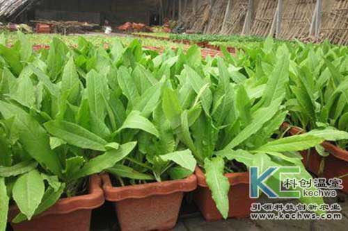 無土栽培，無土栽培技術(shù)，無土栽培設(shè)備