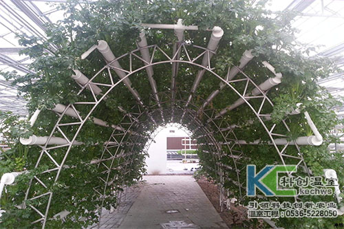 無土栽培，無土栽培技術，無土栽培設備