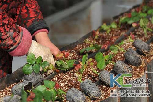 無土栽培，無土栽培技術(shù)，無土栽培設(shè)備