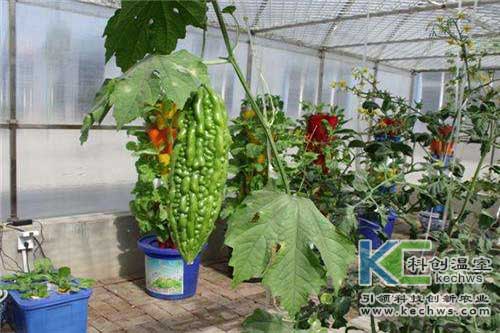 無土栽培，無土栽培技術，無土栽培設備