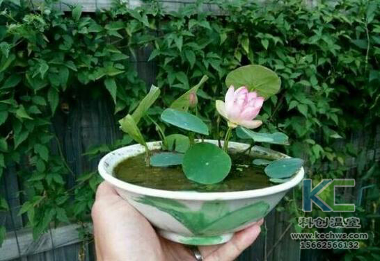 無土栽培，無土栽培技術，無土栽培設備