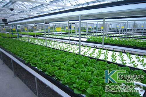 無土栽培，水培，營養(yǎng)液