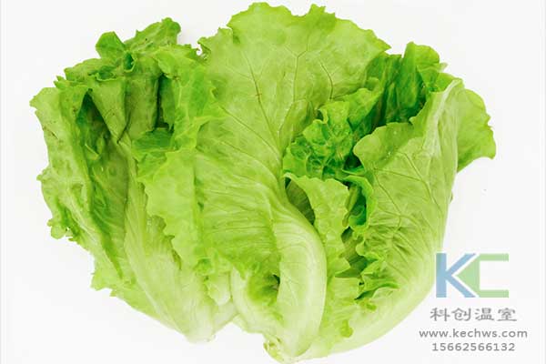 無土栽培，無土栽培技術