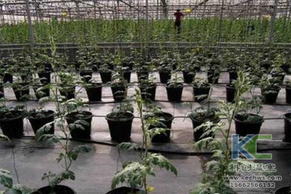 無(wú)土栽培，無(wú)土栽培技術(shù)，無(wú)土栽培設(shè)備
