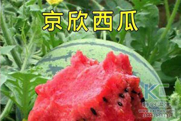 無土栽培，無土栽培技術，無土栽培設備