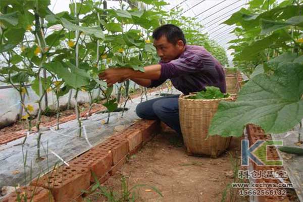 無土栽培，無土栽培技術(shù)，無土栽培設(shè)備