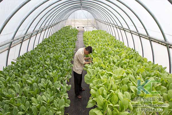 無(wú)土栽培，無(wú)土栽培技術(shù)，無(wú)土栽培設(shè)備