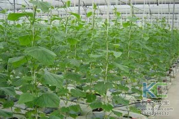 無土栽培，無土栽培技術，無土栽培設備