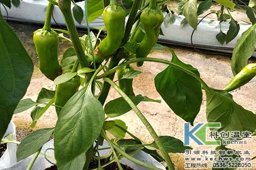 無土栽培，無土栽培技術，無土栽培設備