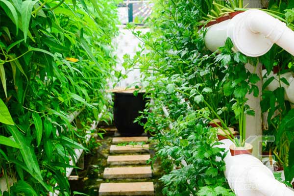 無土栽培，無土栽培技術