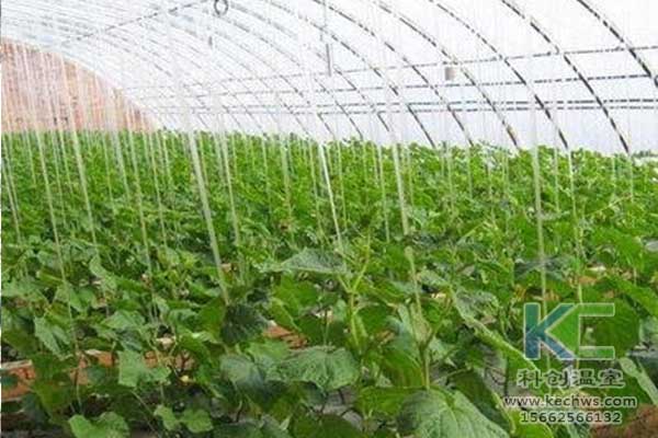 無土栽培，無土栽培技術，無土栽培設備