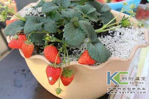 無土栽培，無土栽培技術，無土栽培設備