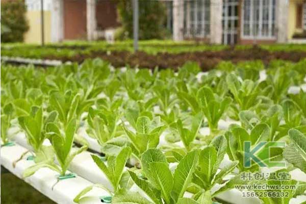 無土栽培，無土栽培技術，無土栽培設備