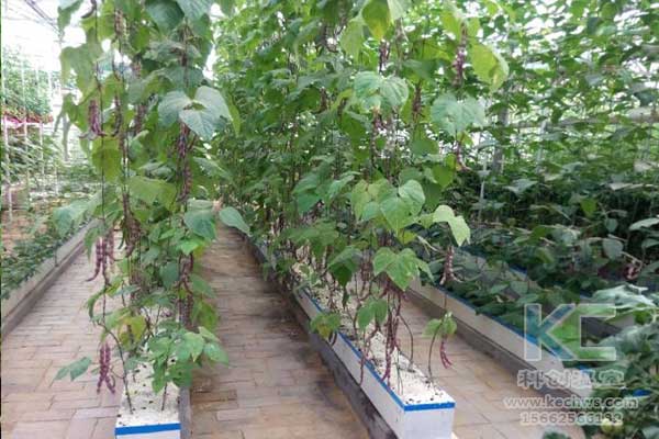 無土栽培，無土栽培技術