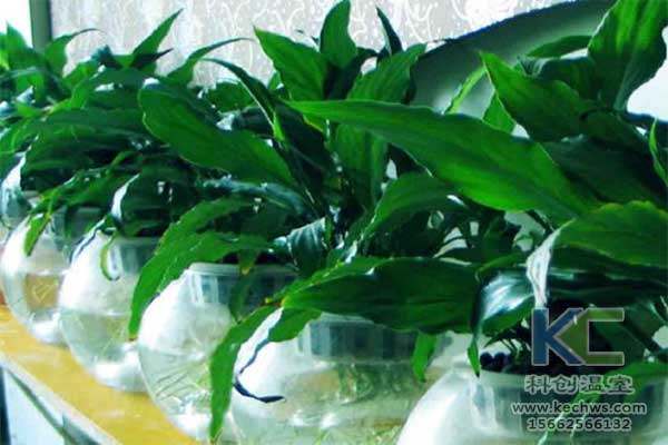 無土栽培，無土栽培技術，無土栽培設備