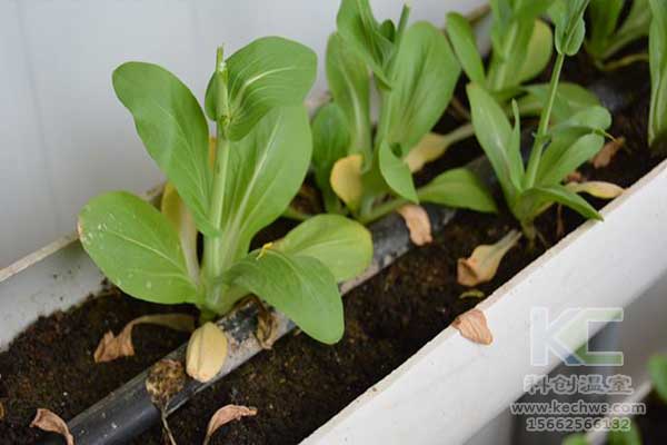 無土栽培，無土栽培技術，無土栽培設備