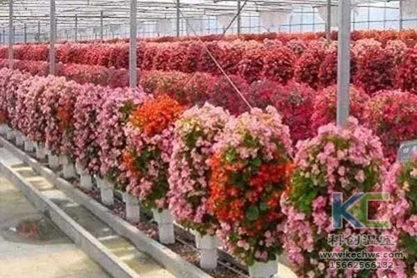 無土栽培，無土栽培技術(shù)，無土栽培設(shè)備