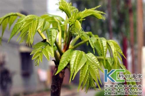 無土栽培,無土栽培技術(shù),無土栽培設(shè)備